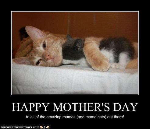 Momma cat and kitten